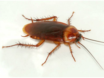 DESINFECCION DE CUCARACHA EN ROSARIO