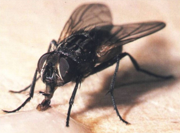 DESINFECCION DE MOSCA EN ROSARIO