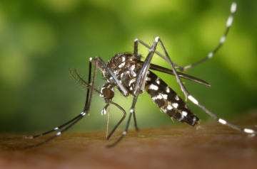 DESINFECCION DE MOSQUITO EN ROSARIO